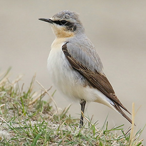 Northern Wheatear
